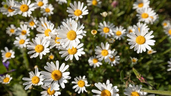 Blühende Margeriten in der Familienregion Serfaus-Fiss-Ladis | © Serfaus-Fiss-Ladis Marketing GmbH | Andreas Kirschner