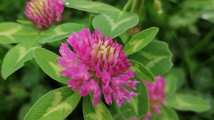 Der Rotklee schmückt Wiesen in der Familienregion Serfaus-Fiss-Ladis | © Serfaus-Fiss-Ladis Marketing GmbH 