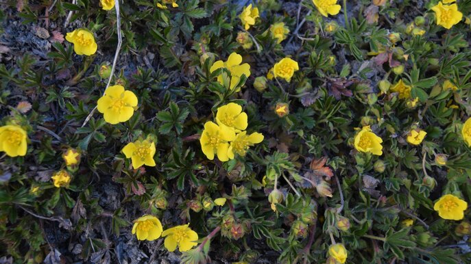 Gelb leuchtendes Fingerkraut in Serfaus-Fiss-Ladis | © Serfaus-Fiss-Ladis Marketing GmbH 