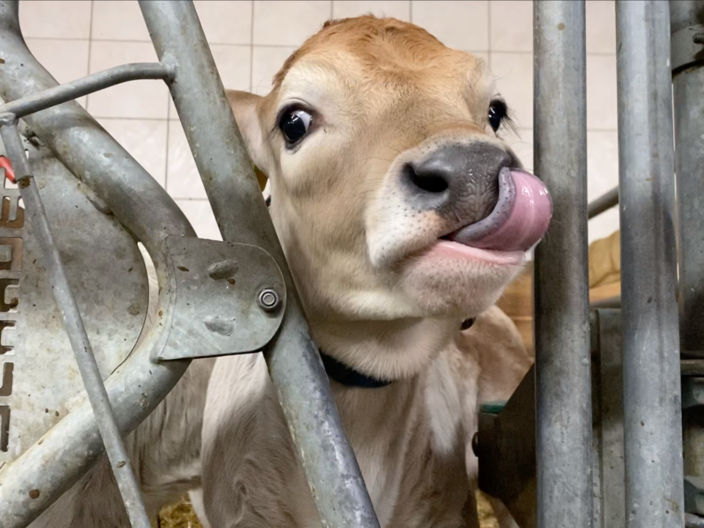 Familie Pittl Bauernhof in der Familienregion Serfaus-Fiss-Ladis regionale Produkte | © Serfaus-Fiss-Ladis Marketing GmbH