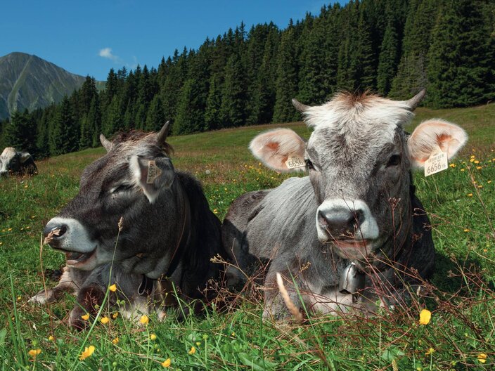 Zwei Kühe rasten auf einer Wiese in der Familienregion Serfaus-Fiss-Ladis in Tirol | © Serfaus-Fiss-Ladis Marketing GmbH | Andreas Kirschner