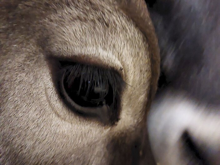 Auge eines Rindes lange Wimpern Nahaufnahme Tiere in Serfaus-Fiss-Ladis | © Serfaus-Fiss-Ladis Marketing GmbH