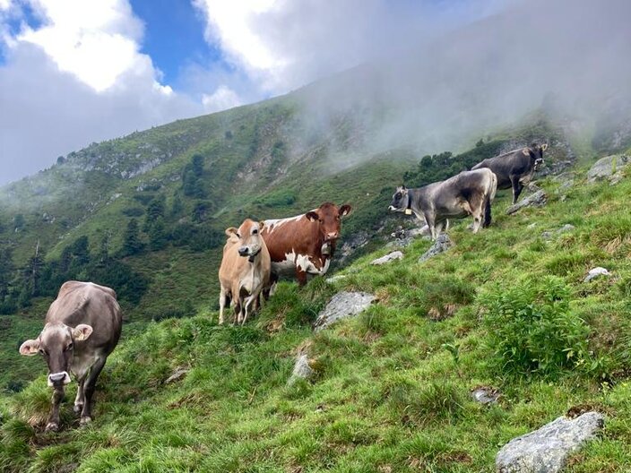 Verschiedene Rinderrassen in den Bergen der Familienregion Serfaus-Fiss-Ladis | © Sandro Kalsberger