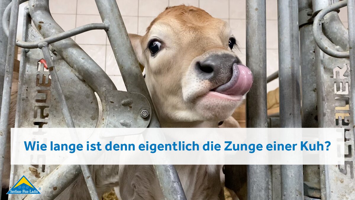 Familie Pittl Bauernhof in der Familienregion Serfaus-Fiss-Ladis regionale Produkte | © Serfaus-Fiss-Ladis Marketing GmbH