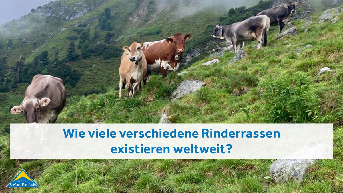 Verschiedene Rinderrassen in den Bergen der Familienregion Serfaus-Fiss-Ladis | © Sandro Kalsberger