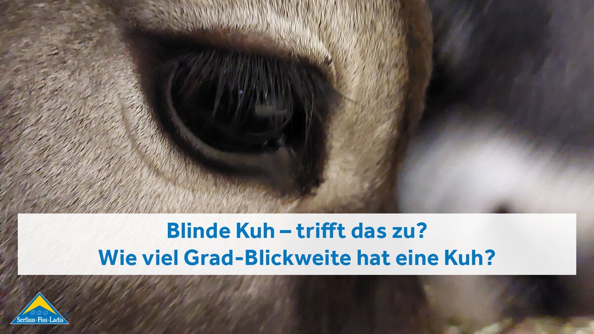 Auge eines Rindes lange Wimpern Nahaufnahme Tiere in Serfaus-Fiss-Ladis | © Serfaus-Fiss-Ladis Marketing GmbH
