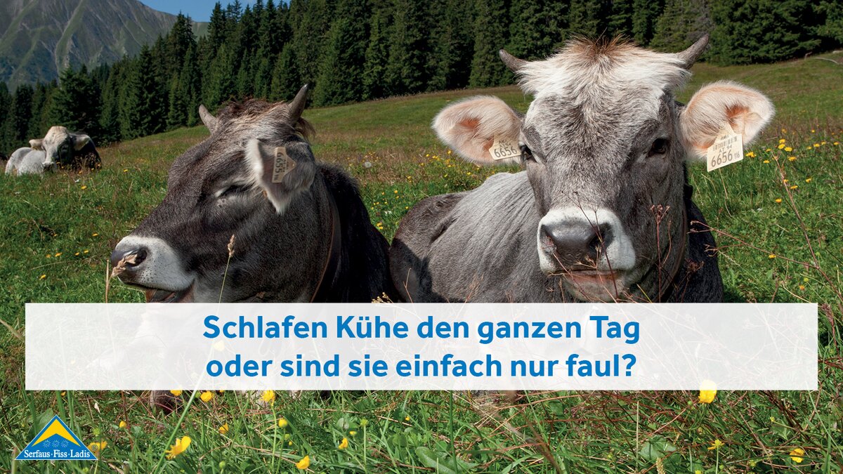 Zwei Kühe rasten auf einer Wiese in der Familienregion Serfaus-Fiss-Ladis in Tirol | © Serfaus-Fiss-Ladis Marketing GmbH | Andreas Kirschner