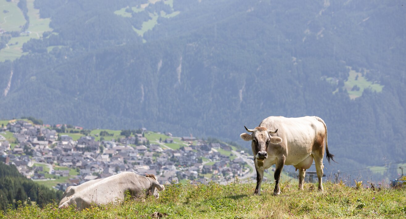 Respektvoller Umgang mit Tieren auf den Almen | © Andreas Kirschner