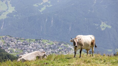 Respektvoller Umgang mit Tieren auf den Almen | © Andreas Kirschner