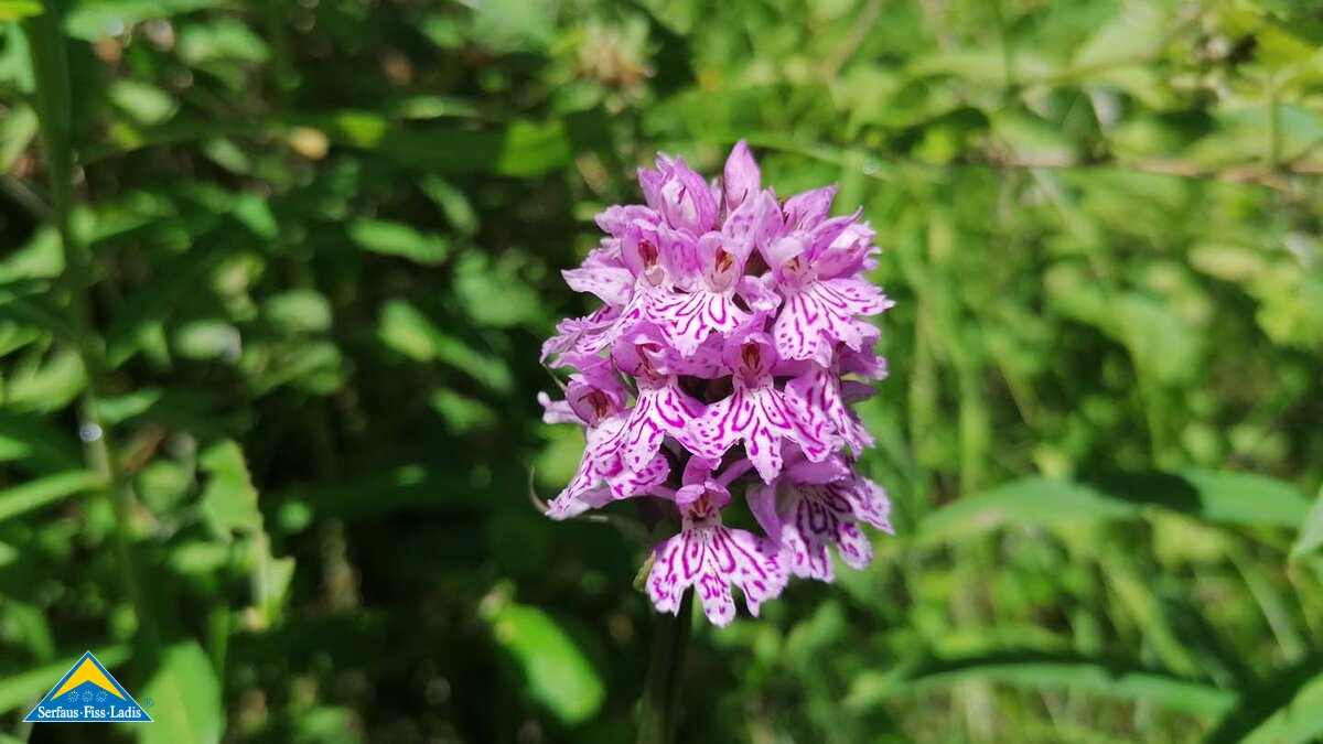 Das Knabenkraut ist eine Orchidee und wächst auch in den Bergen der Familienregion Serfaus-Fiss-Ladis in Tirol | © Serfaus-Fiss-Ladis Marketing GmbH