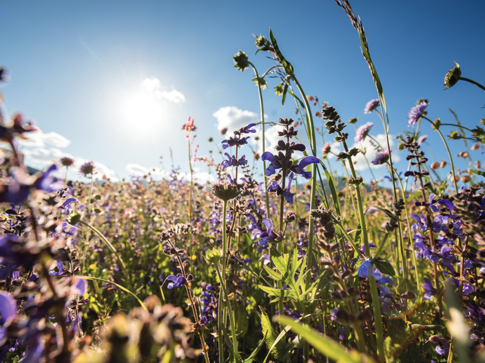 Bunte Blumenwiese am Berg Wiesensalbei Natururlaub in Serfaus-Fiss-Ladis in Tirol | © Serfaus-Fiss-Ladis Marketing GmbH | Andreas Kirschner