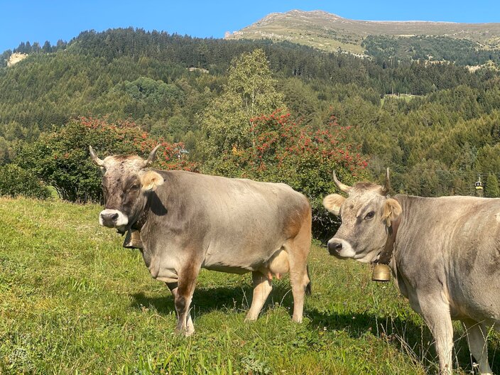 Zwei Rinder mit Kuhglocken stehen auf der Weide im Wandergebiet Serfaus-Fiss-Ladis in Tirol | © Serfaus-Fiss-Ladis Marketing GmbH