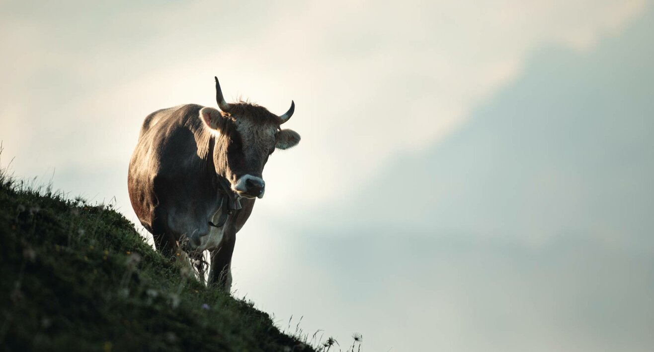 Rind in den Bergen auf einer steilen Wiese Tierquiz mit Tierfakten zum Raten Blog Serfaus-Fiss-Ladis in Tirol | © Serfaus-Fiss-Ladis Marketing GmbH | Andreas Kirschner