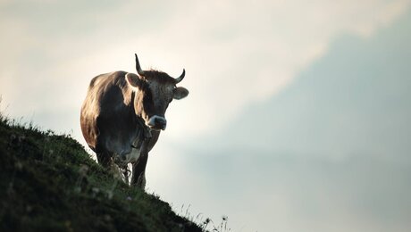 Rind in den Bergen auf einer steilen Wiese Tierquiz mit Tierfakten zum Raten Blog Serfaus-Fiss-Ladis in Tirol | © Serfaus-Fiss-Ladis Marketing GmbH | Andreas Kirschner