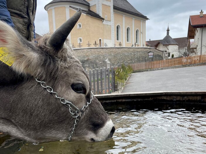 Rind trinkt aus einem Dorfbrunnen in Serfaus-Fiss-Ladis in Tirol | © Serfaus-Fiss-Ladis Marketing GmbH