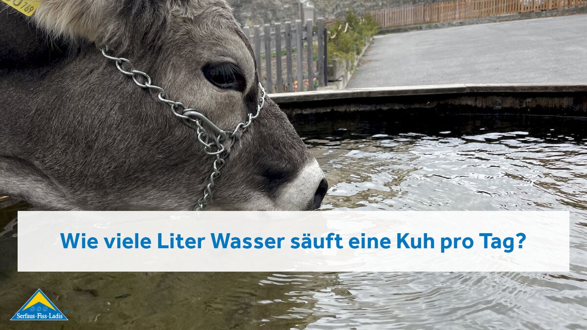 Rind trinkt aus einem Dorfbrunnen in Serfaus-Fiss-Ladis in Tirol | © Serfaus-Fiss-Ladis Marketing GmbH