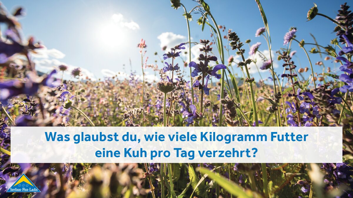 Bunte Blumenwiese am Berg Wiesensalbei Natururlaub in Serfaus-Fiss-Ladis in Tirol | © Serfaus-Fiss-Ladis Marketing GmbH | Andreas Kirschner