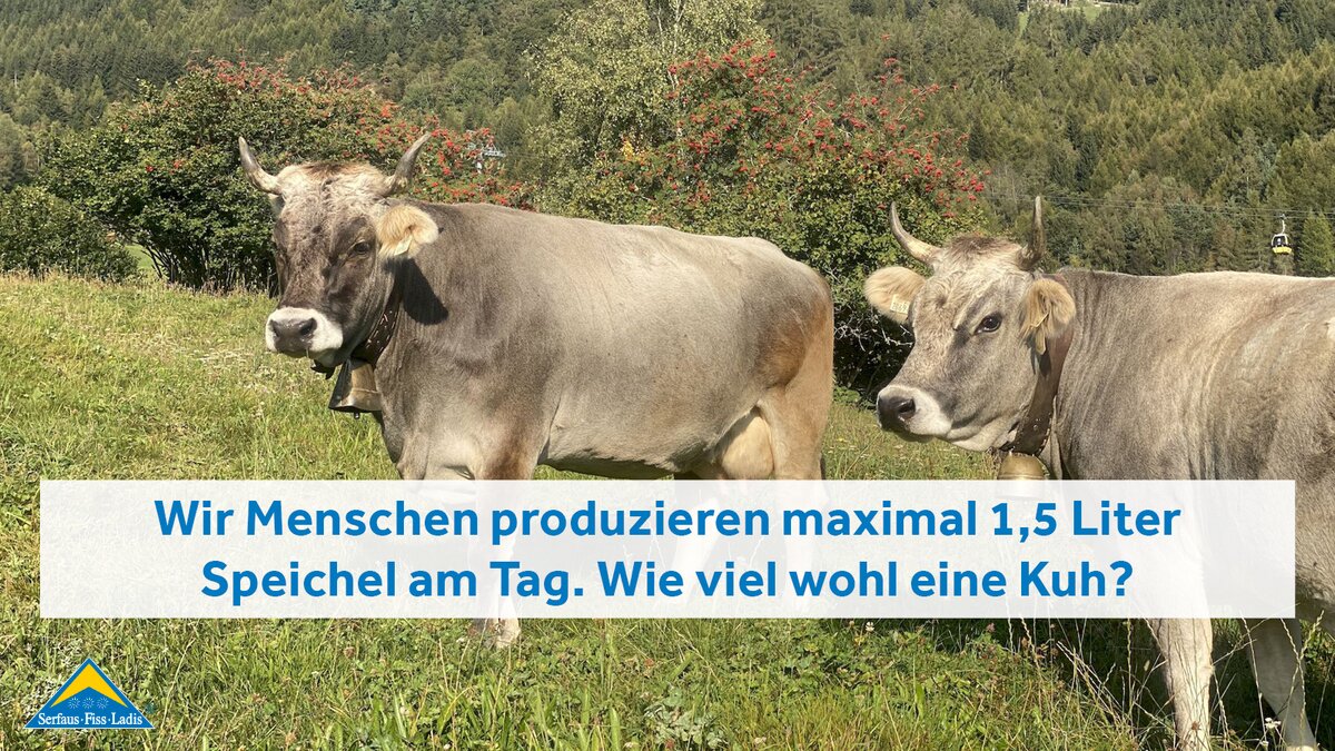 Zwei Rinder mit Kuhglocken stehen auf der Weide im Wandergebiet Serfaus-Fiss-Ladis in Tirol | © Serfaus-Fiss-Ladis Marketing GmbH