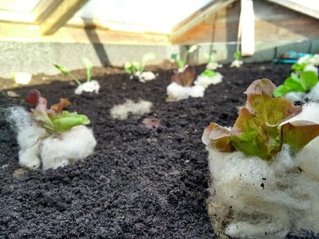 Schafwolle in einem Garten in Serfaus-Fiss-Ladis Tirol Österreich | © Regina Maier