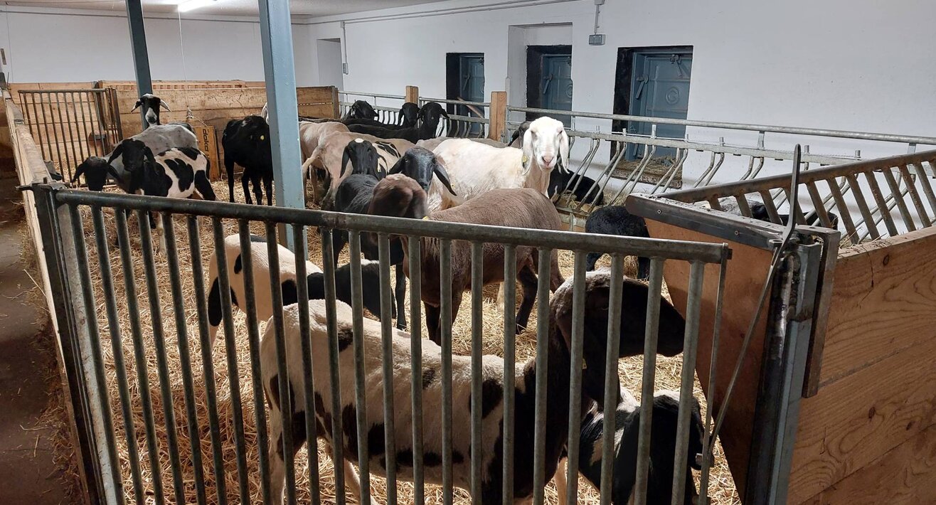 Schafe im Stall Blog Serfaus-Fiss-Ladis Tirol Österreich | © Serfaus-Fiss-Ladis Marketing GmbH