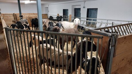 Schafe im Stall Blog Serfaus-Fiss-Ladis Tirol Österreich | © Serfaus-Fiss-Ladis Marketing GmbH