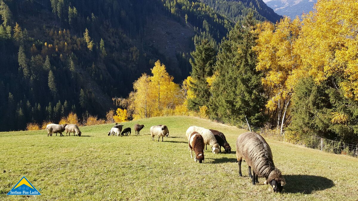Schafe auf der Weide beim Fressen von frischem Gras | © Serfaus-Fiss-Ladis Marketing GmbH