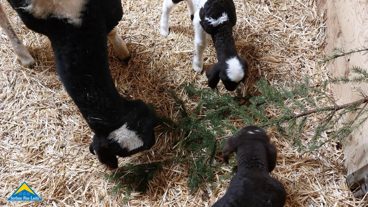 Schafe beim Fressen im Stall | © Serfaus-Fiss-Ladis Marketing GmbH