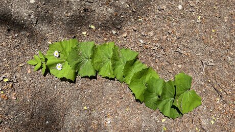 Naturwesen aus Naturmaterialien legen und die Wanderwege in Serfaus-Fiss-Ladis verschönern | © Serfaus-Fiss-Ladis Marketing GmbH