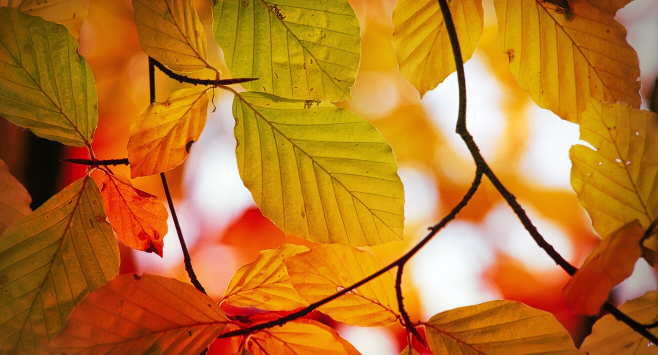 Herbststimmung in der Familienregion Serfaus-Fiss-Ladis | © Serfaus-Fiss-Ladis Marketing GmbH