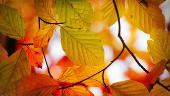 Herbststimmung in der Familienregion Serfaus-Fiss-Ladis | © Serfaus-Fiss-Ladis Marketing GmbH